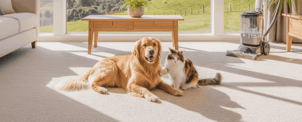 Carpet Cleaning With Pets