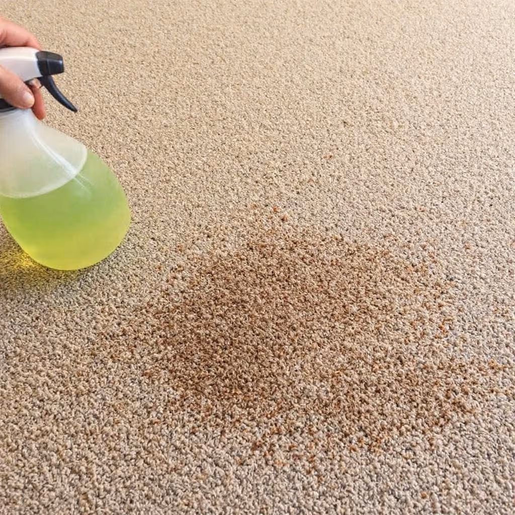 How To Get A Pets Smell Out Of Carpet