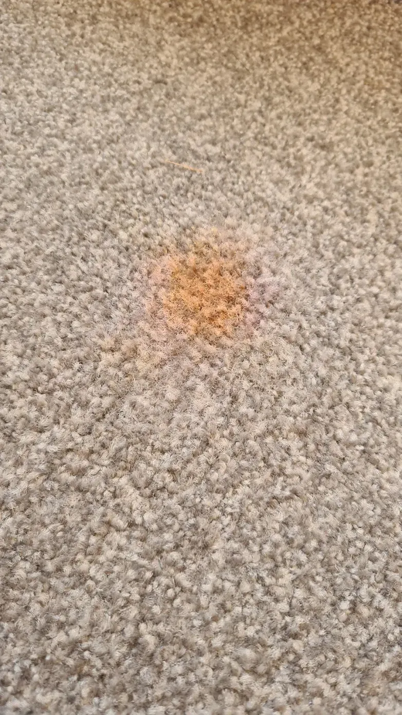 Nail polish stain before professional carpet stain removal in Christchurch